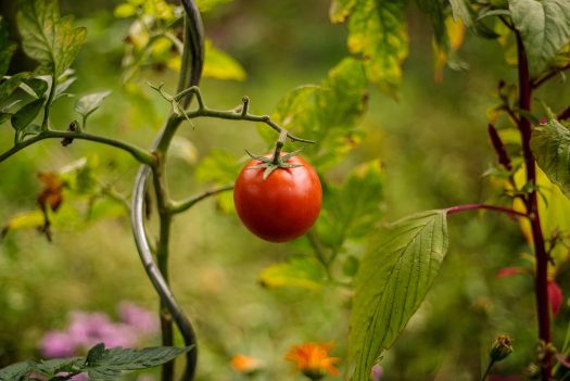 propiedades del tomate